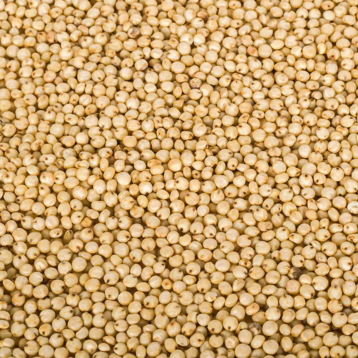 Sorghum grains background.