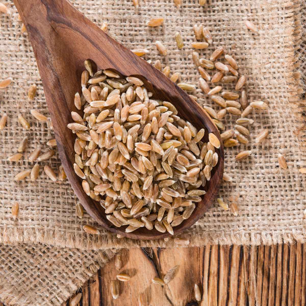 spelt seeds on a wooden spoon.
