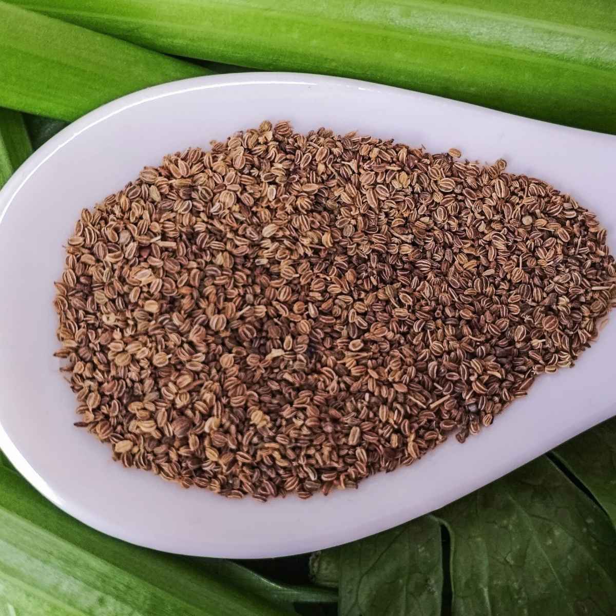 Celery seeds in a white dish.