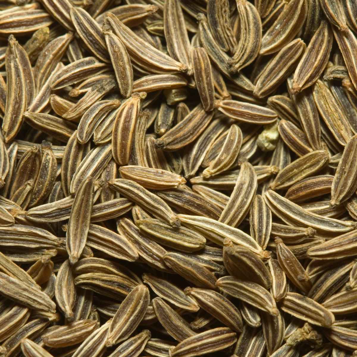 Cumin seeds as a fennel seed substitute