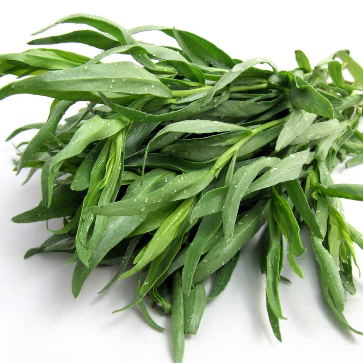 Tarragon leaves on a white background.