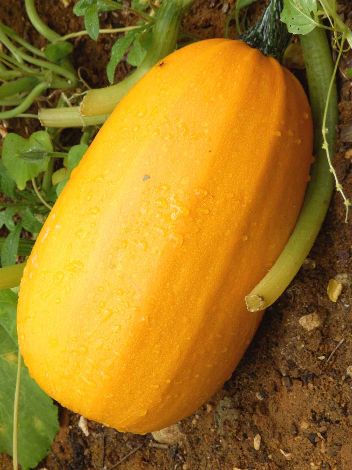 Clean skin of vibrant yellow squash.