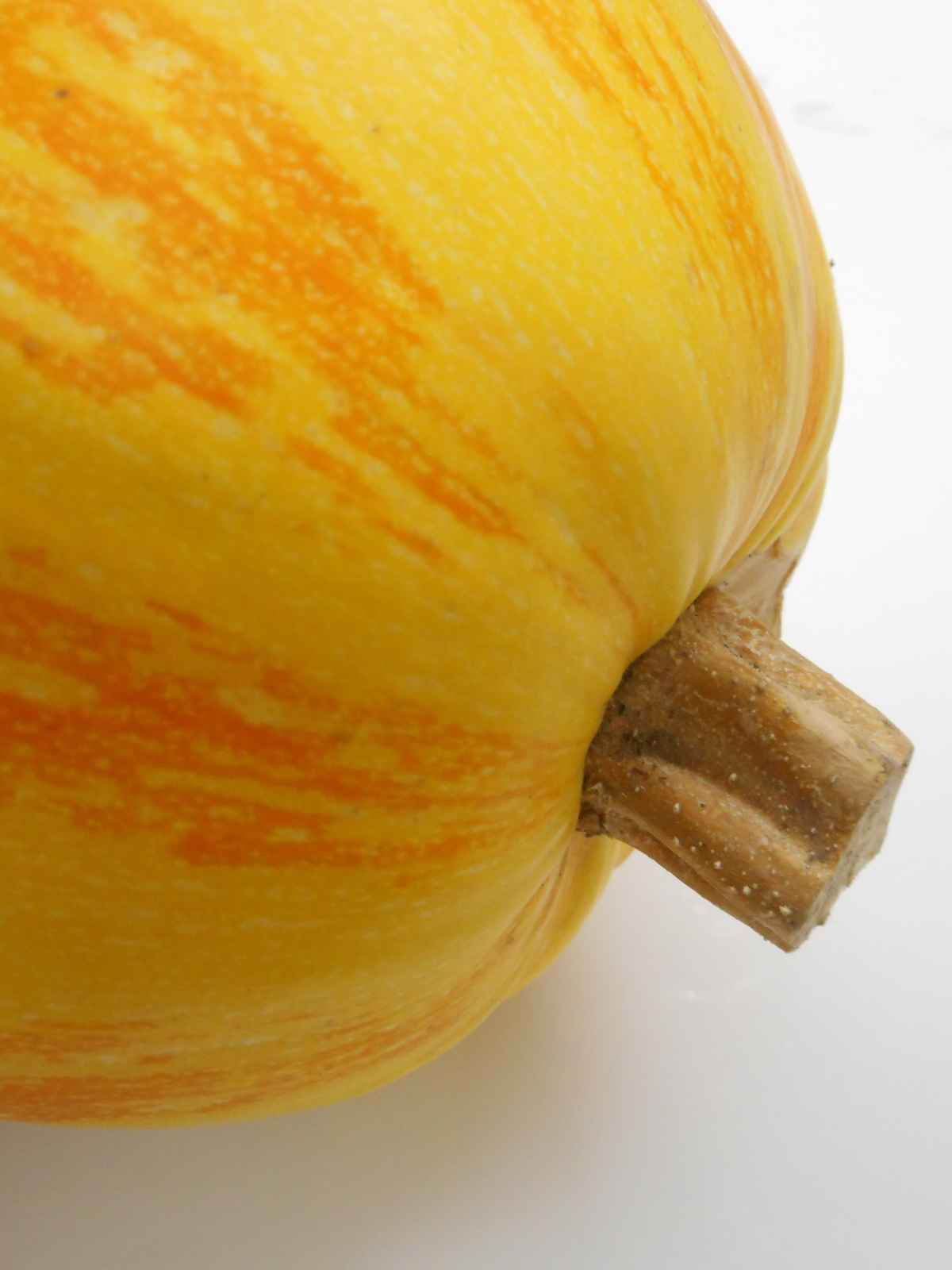 Closeup of a spaghetti squash stem.