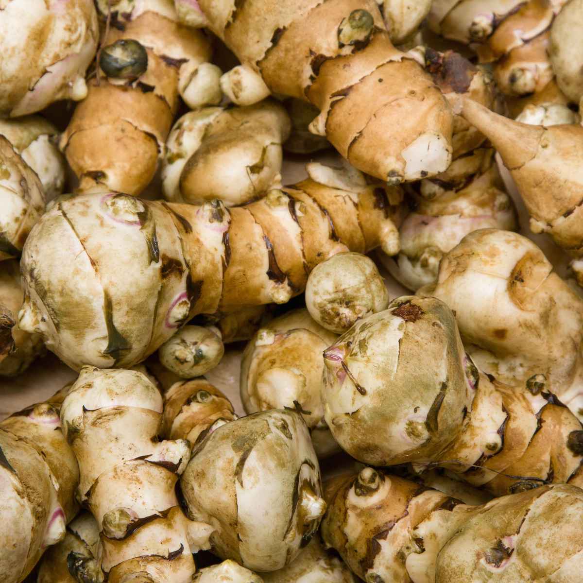 Jerusalem Artichokes.