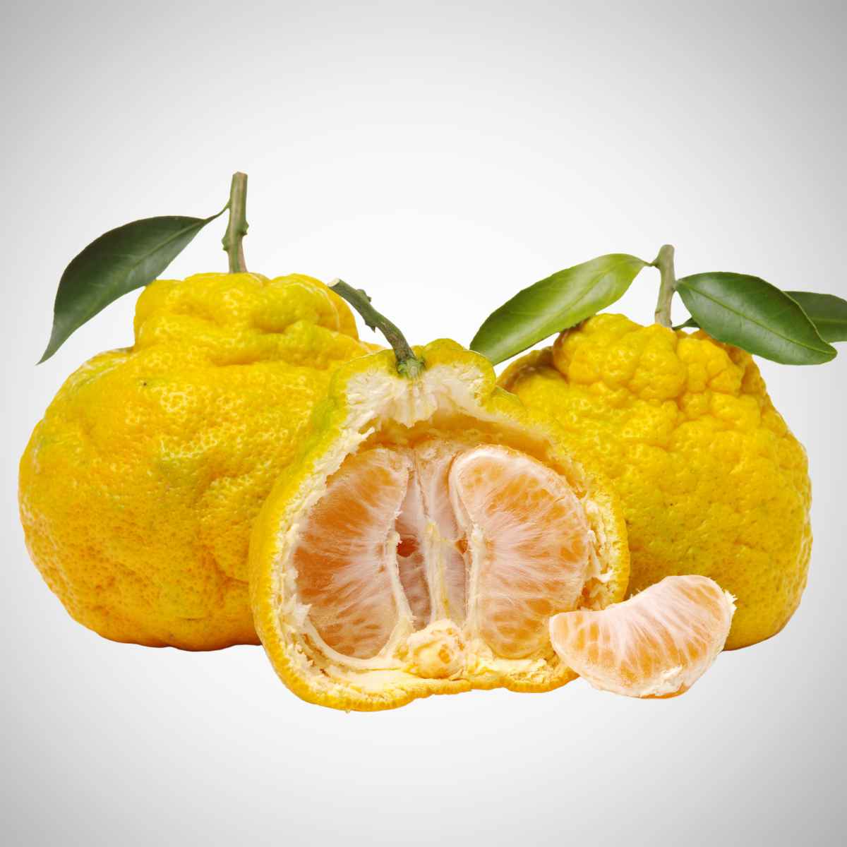 Yellow color Ugli fruit.