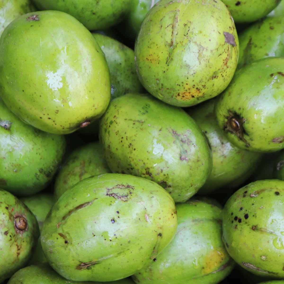 Stack of Umbra fruit starting with U.