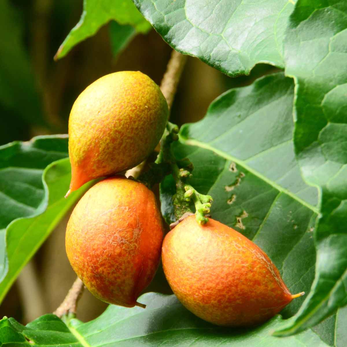 Orange color Usuma fruit on plant.