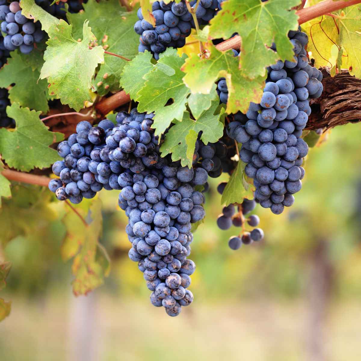 Bunch of Uvalino Grapes