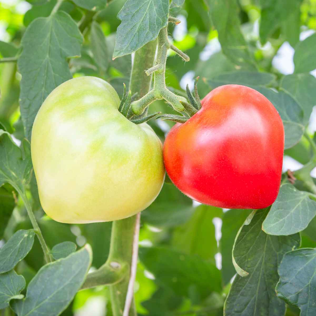 Ukranian Heart Tomato
