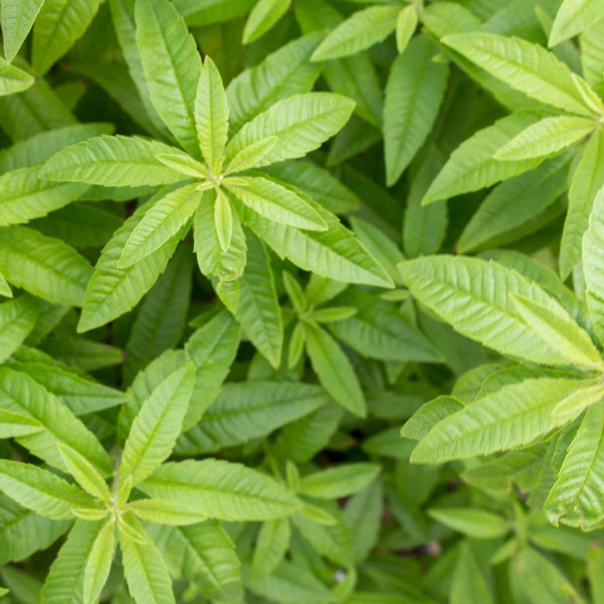 Lemon Verbena leaves.