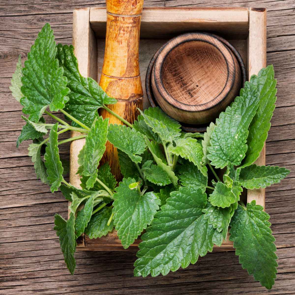 lemon balm leaves in a wooden tray.