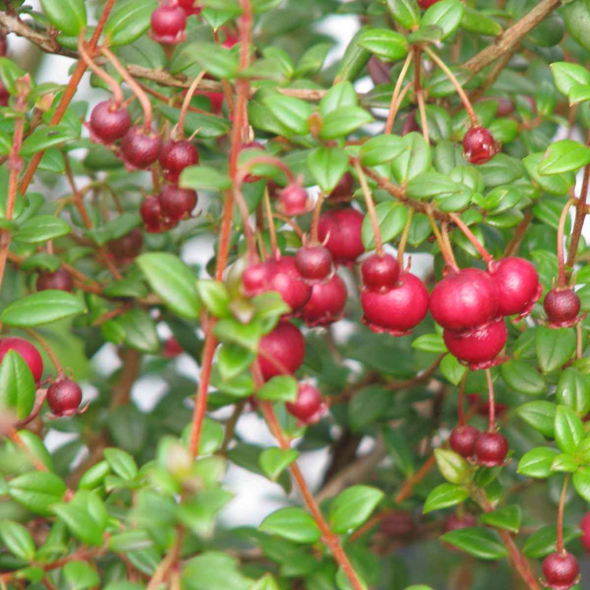 Ugni Berries on the plant.